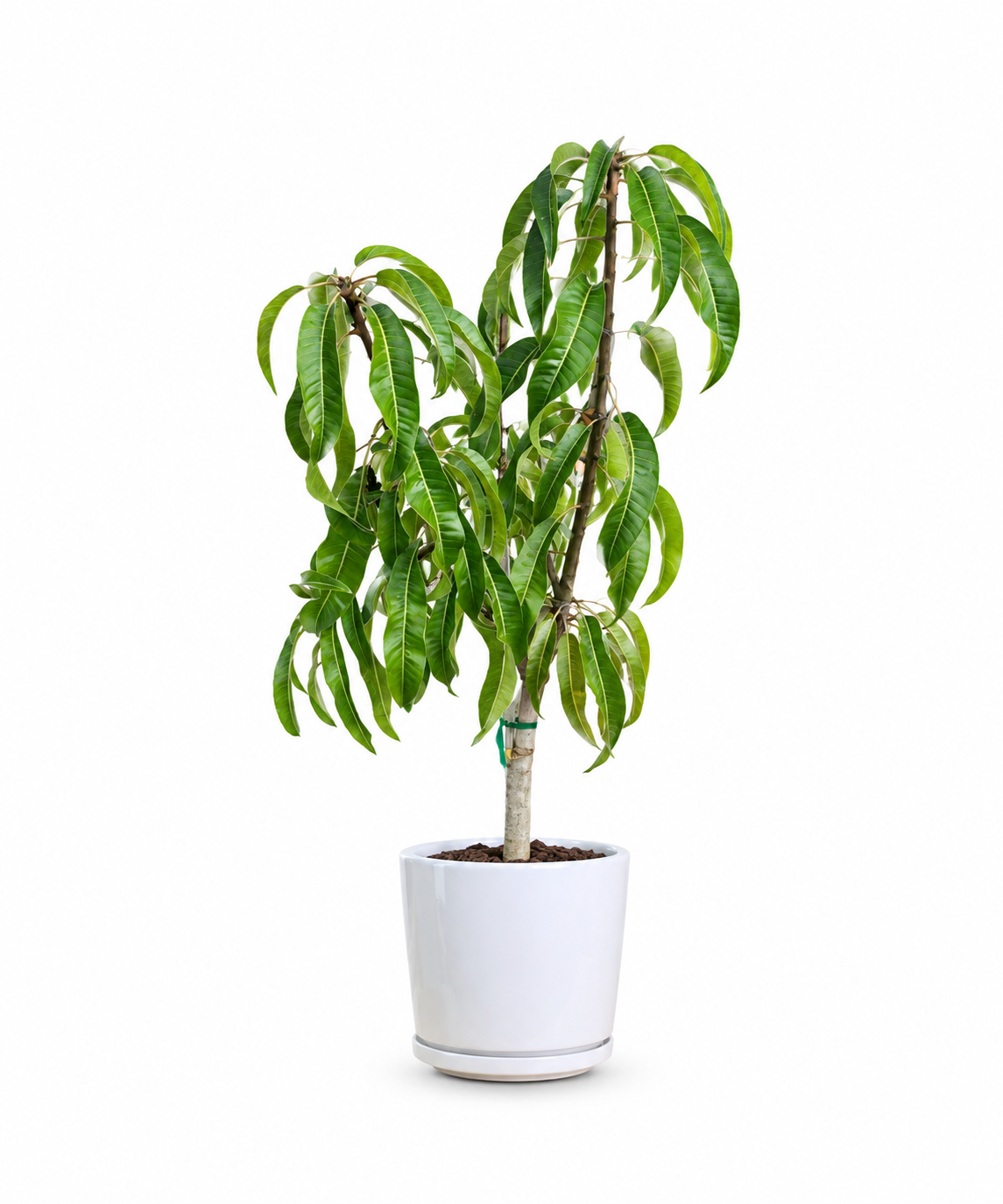 Mango Tree (Small)