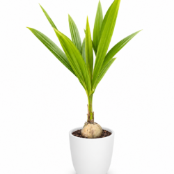 Young Coconut Tree
