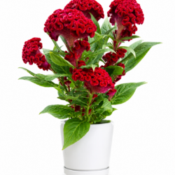 Celosia argentea var. Cristata Red