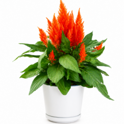 Celosia plumosa - Glorious Orange