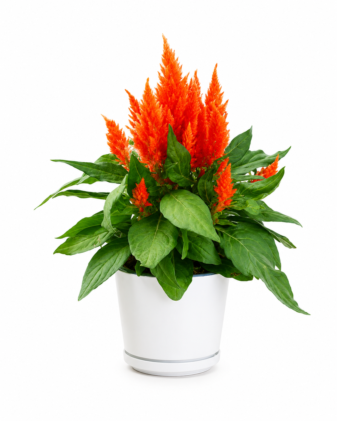 Celosia plumosa - Glorious Orange