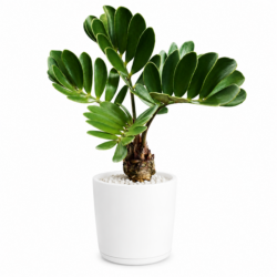 Zamia Furfuracea