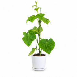 Cucumber Plant