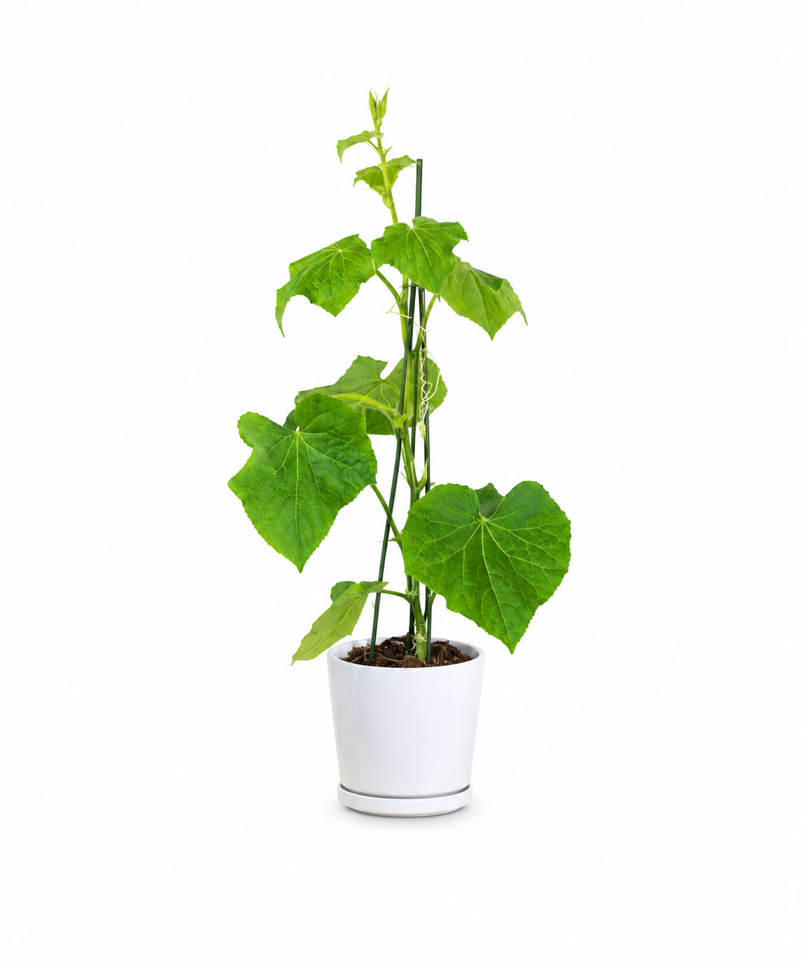 Cucumber Plant