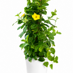 Mandevilla Sanderi - Brazilian Jasmine