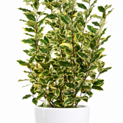 Ficus Benjamina