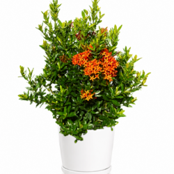Dwarf Ixora Plant