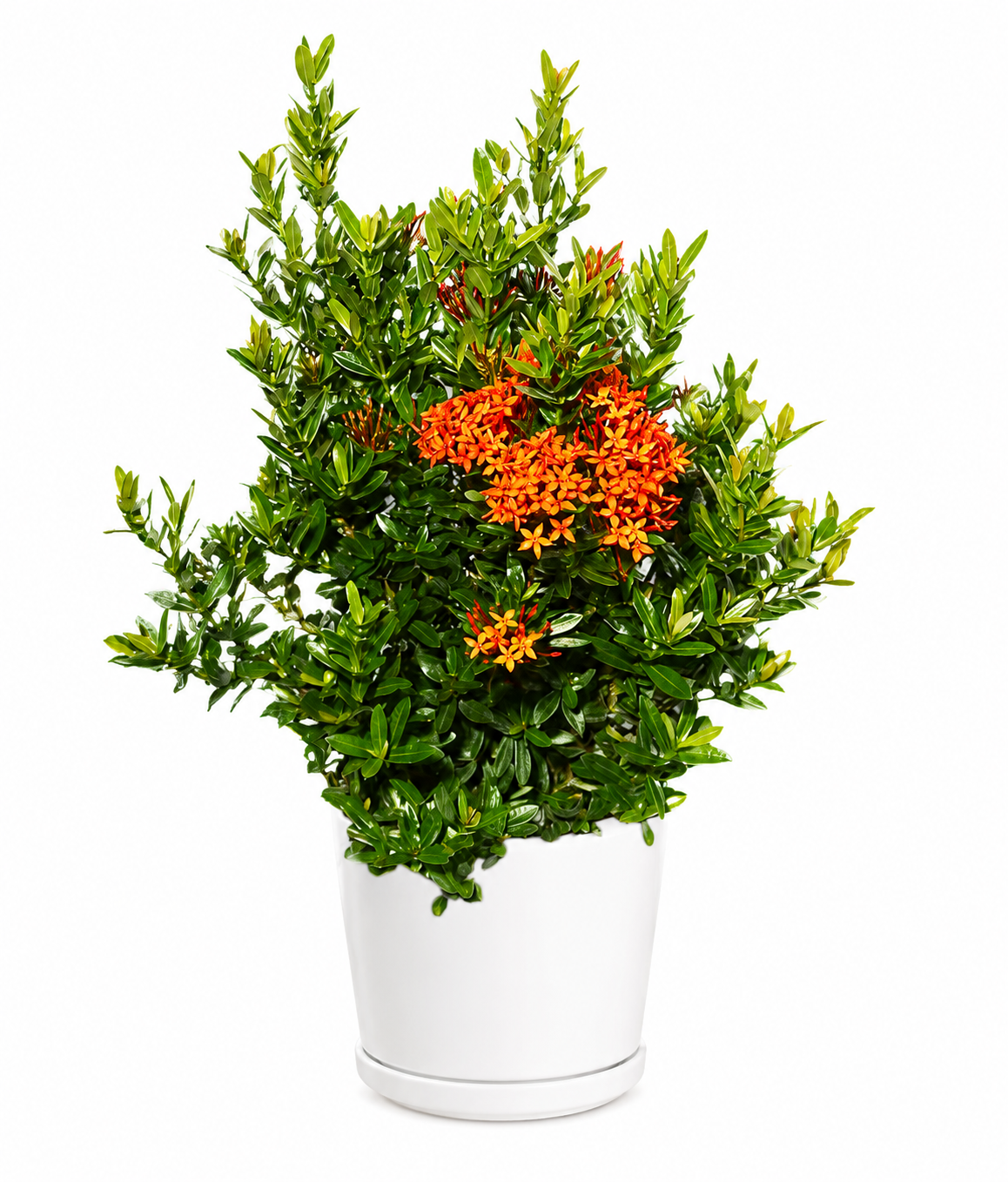 Dwarf Ixora Plant