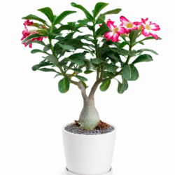 Adenium Plant