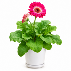 Barberton daisy (Pink)