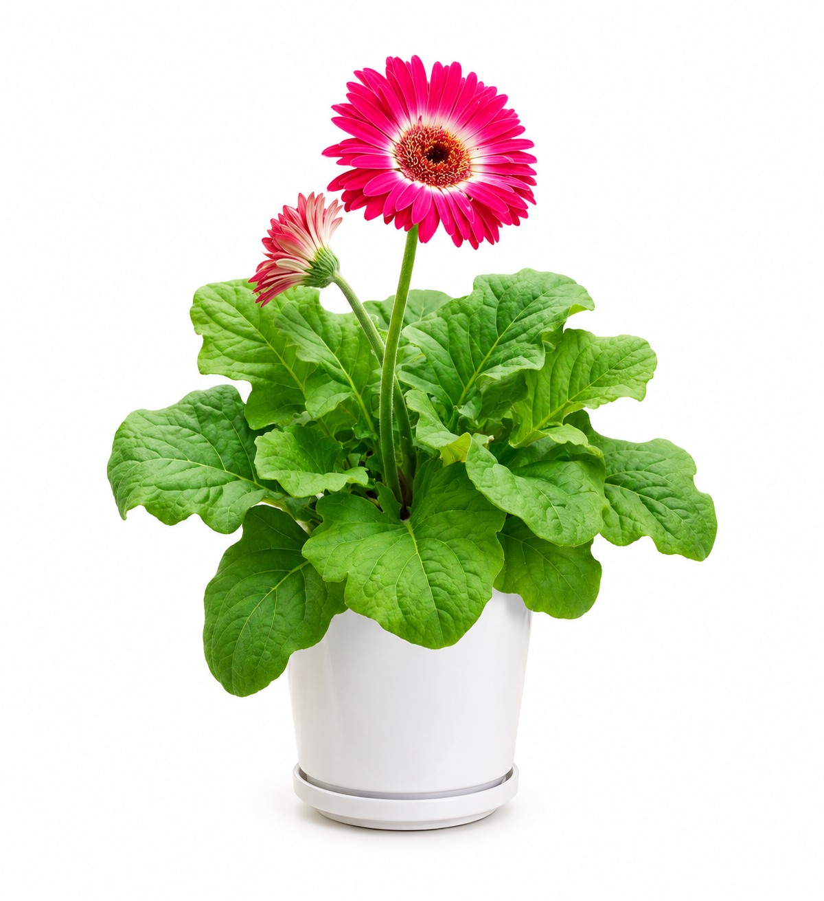 Barberton daisy (Pink)