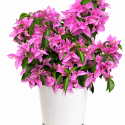 Bougainvillea Pink (Small Size)