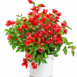 Bougainvillea Red (Small Size)