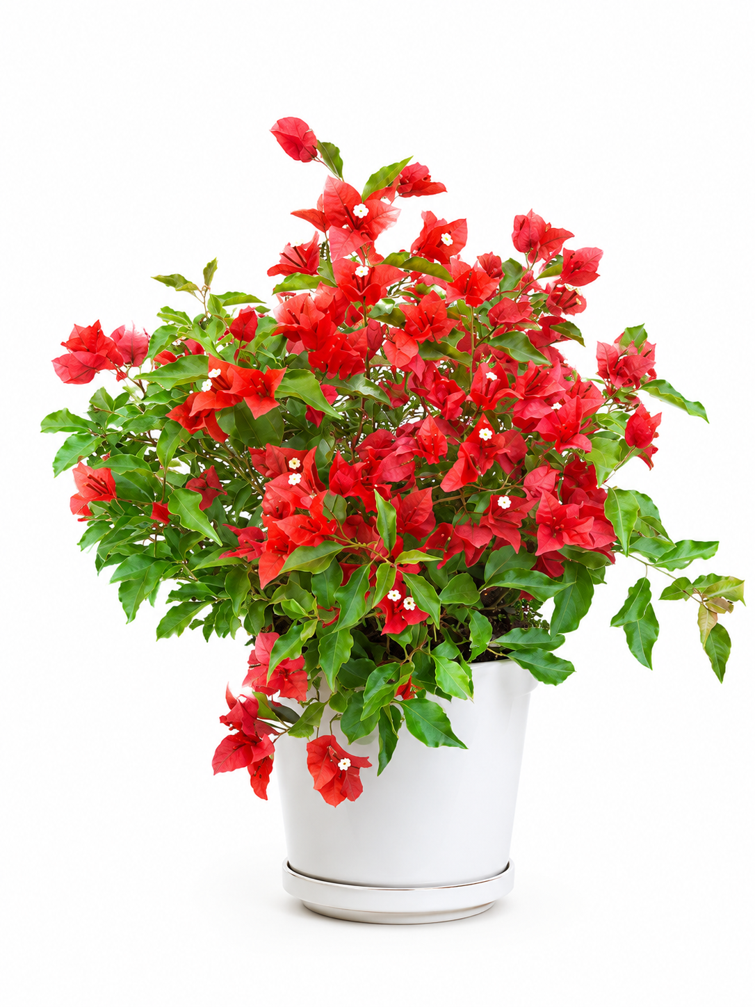 Bougainvillea Red (Small Size)