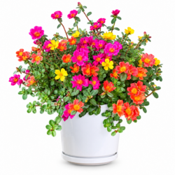 Common Purslane (Mixed Colors)