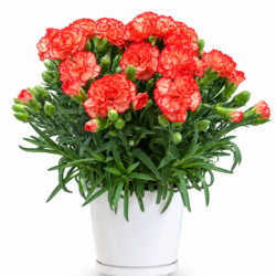 Dianthus ‘Menorca’ – Dark Orange