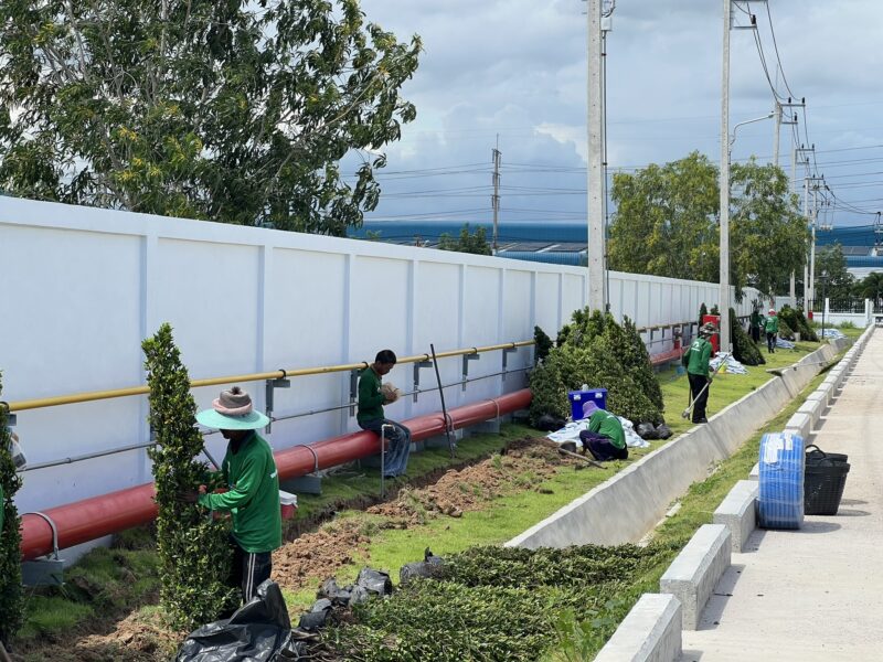 Ficus Hedge Trees Rayong