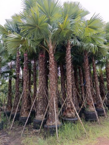 Palm Tree Landscaping