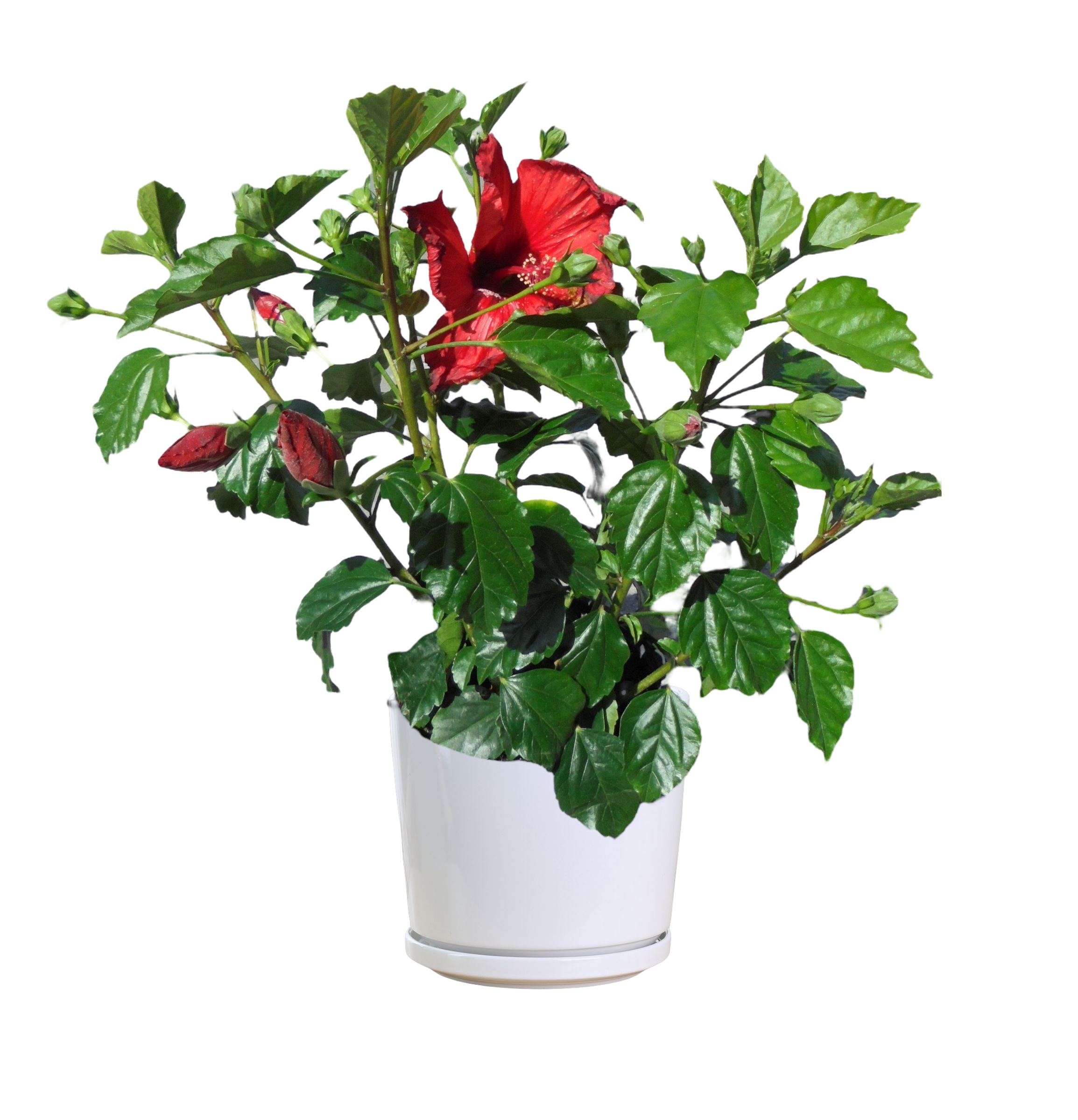 Hibiscus Rosa Sinensis (Deep Red) - Image 2