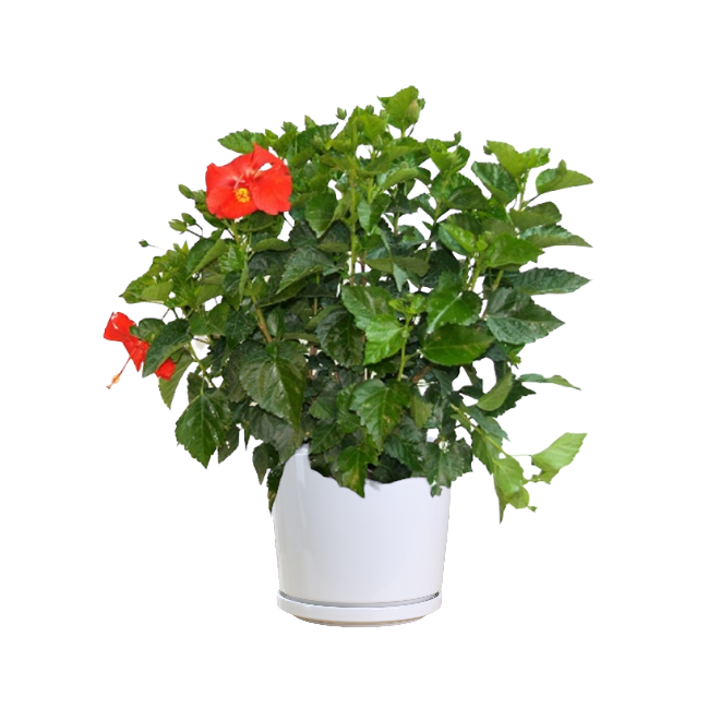 Hibiscus Rosa Sinensis (Deep Red) - Image 3