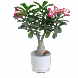 Adenium Plant