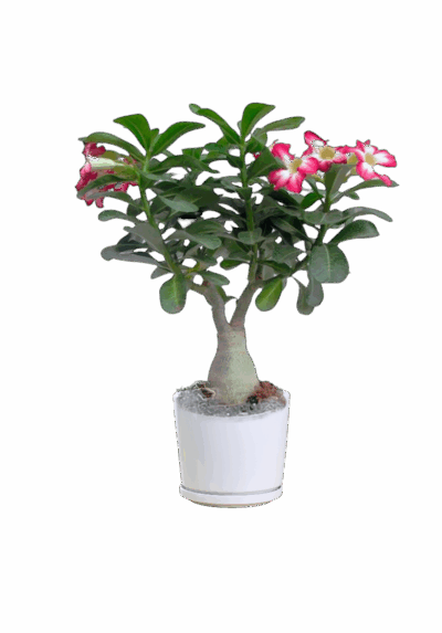 Adenium Plant