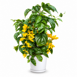 Golden Cascade Creeper