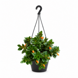 Lipstick Vine (Orange)