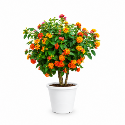 West Indian Lantana (Type A)