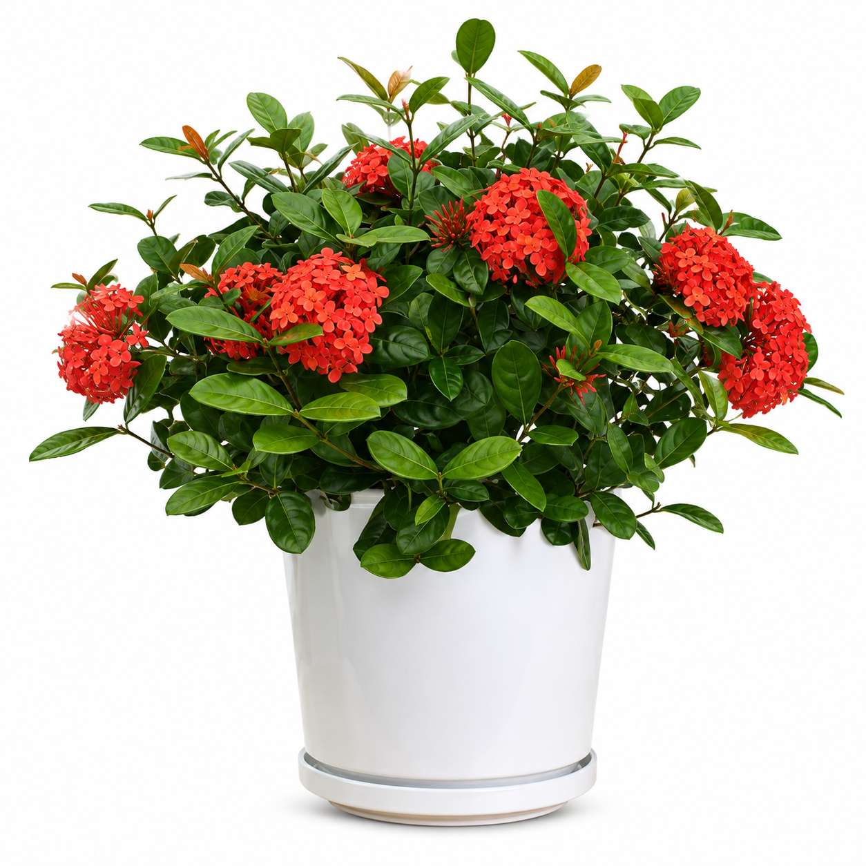 West Indian Jasmine (Red)