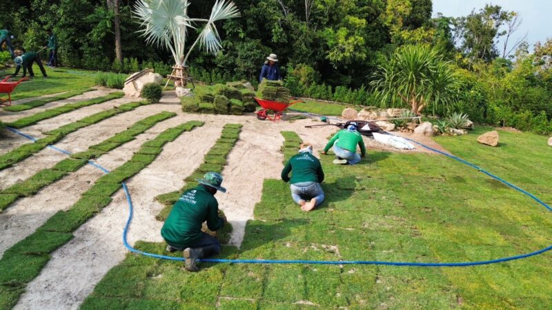 Grass installation samui