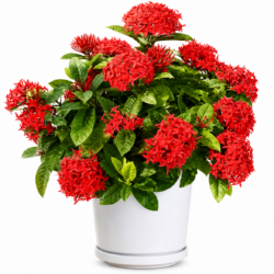 West Indian Jasmine (RED Type 2)
