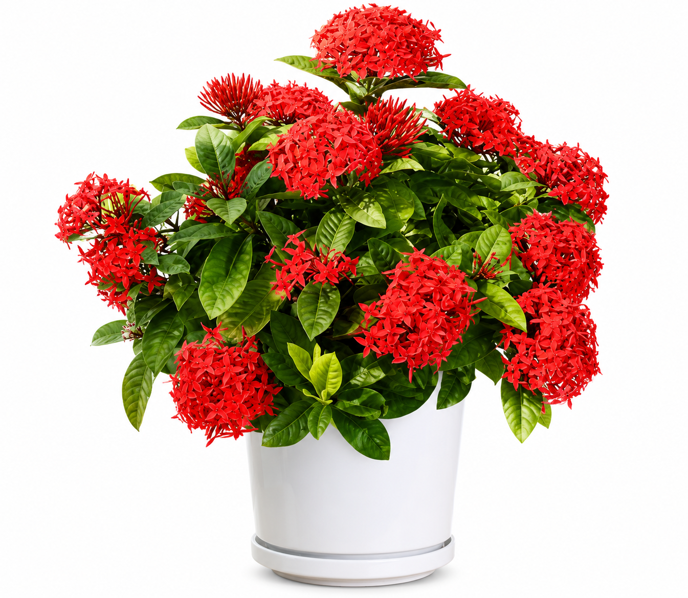 West Indian Jasmine (RED Type 2)