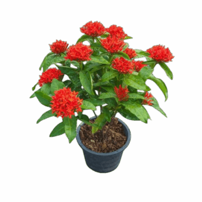 West Indian Jasmine (RED Type 2) - Image 2