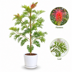 Grevillea ‘Dorothy Gordon‘