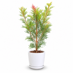 Grevillea Superb