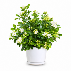Murraya paniculata ‘Dwarf’