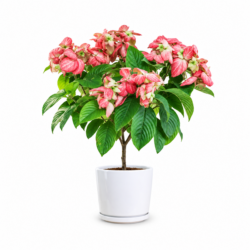 Pink Donya Plant