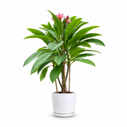 Plumeria (Pink + Yellow)