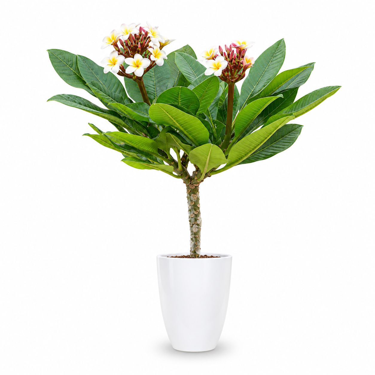 Plumeria Rubra Hawaiian Opal White
