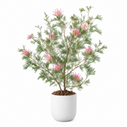 Grevillea ‘Pink Pixie’