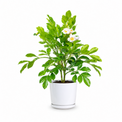 Radermachera Summerscent