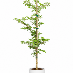 Young Tamarind Tree