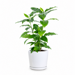 Coffee Sapling