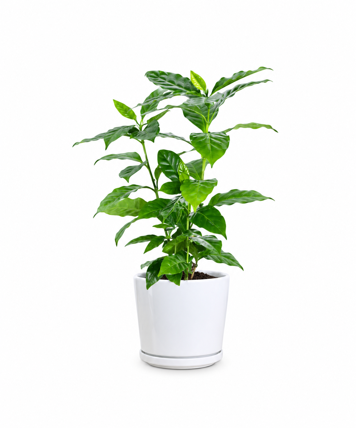 Coffee Sapling
