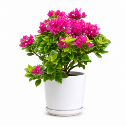 Bougainvillea ‘Pixie Queen’