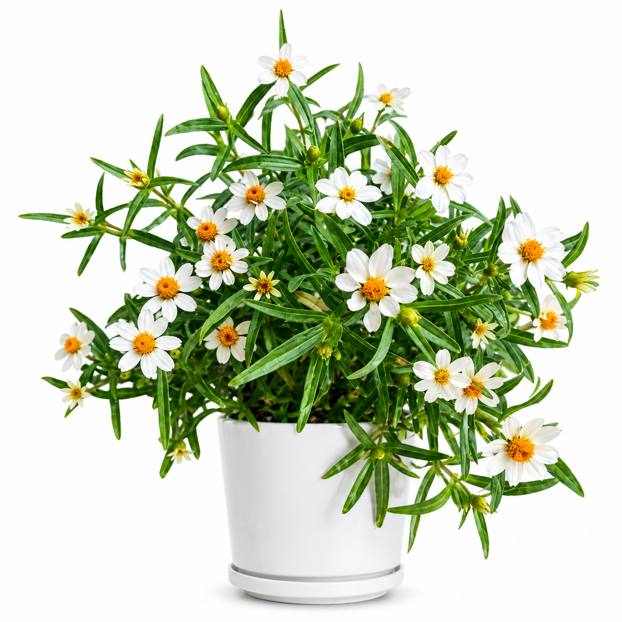 Zinnia angustifolia