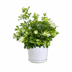 Murraya paniculata ‘Dwarf’
