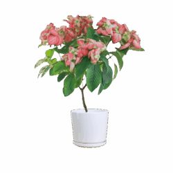 Pink Donya Plant