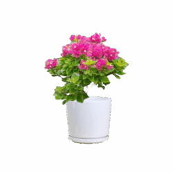 Bougainvillea ‘Pixie Queen’